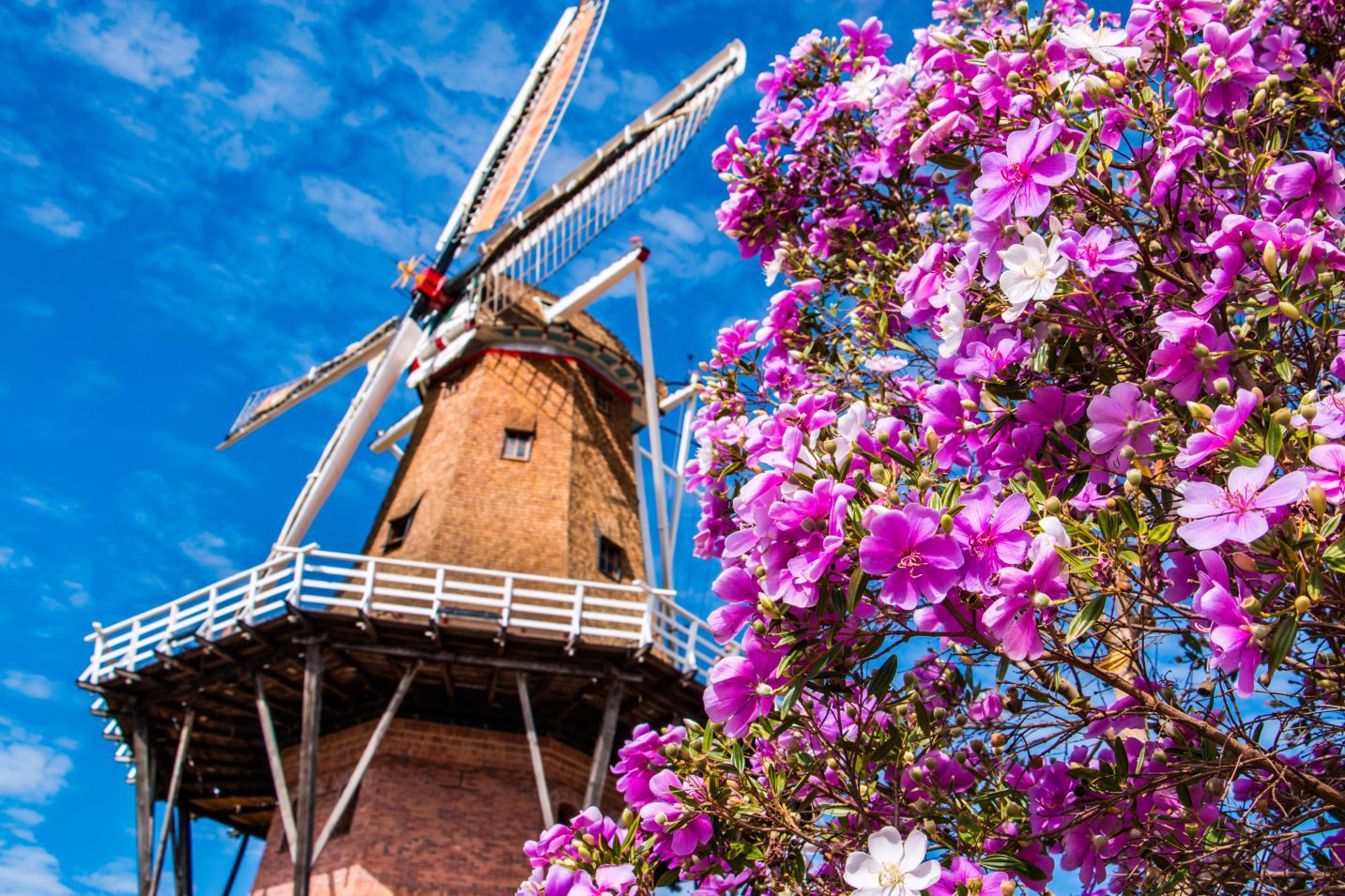 Onde pedalar perto de SP: Rota das Flores, em Holambra